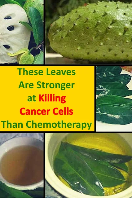 These Leaves Are Stronger at Killing Cancer Cells Than Chemotherapy