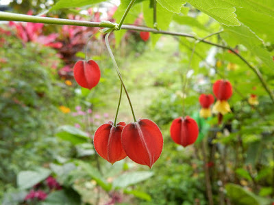 蔓性風鈴花的花