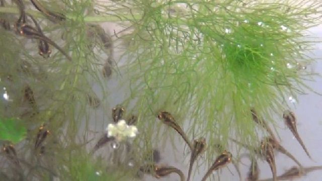  Gambar  Anak Ikan  Kutuk  gabus  Berbagai Ukuran