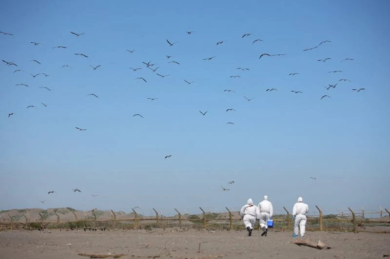 SAG intensifica vigilancia y aumenta nivel de alerta por detección de Influenza Aviar