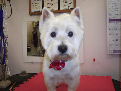 Dogs Hair Cuts Style on The Healthy Dog  Short Hair Cut On A Westie   West Highland Terrier