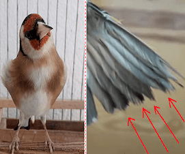 الريش المتأكل
