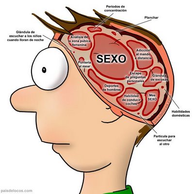 funciones del cerebro humano. La mayoría de las funciones