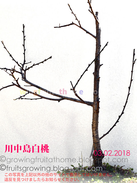 鉢植え桃の木-川中島白桃