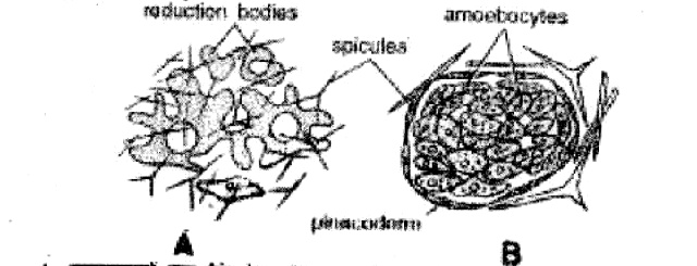 Formation of reduction bodies