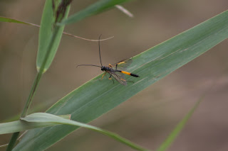 Ichneumon Wasp sp?