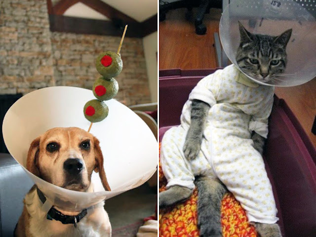 Photos of pets wearing the cone of shame - Sad but so cute - 11