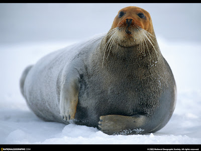 Cute Seal Seen On www.coolpicturegallery.us