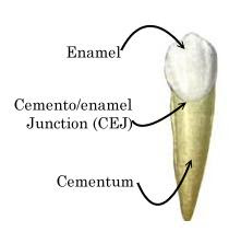 Sementum Gigi