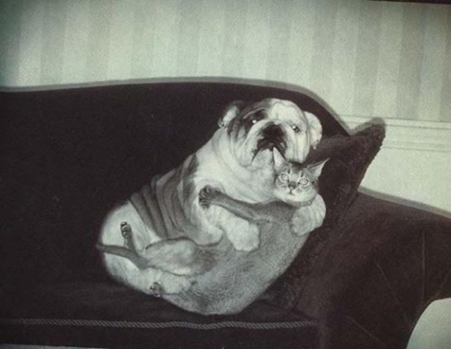 20 cats who totally had a crush on dogs