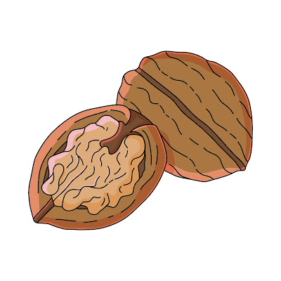 100+ Free Cartoon Images of Walnut dry fruit