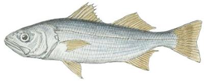 Queenfish (Croaker)