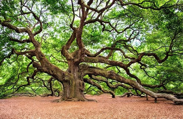 Huge Oak Tree