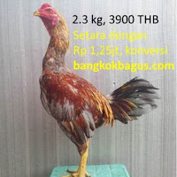 Berapa harga ayam  burma asli  di thailand ayamburma com 