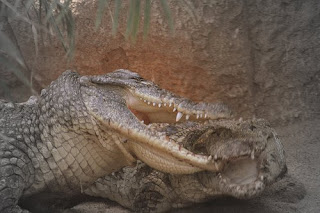 Crocodile Fight