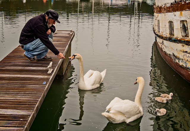 Photo of Phil Lee with the swans at Maryport Marina