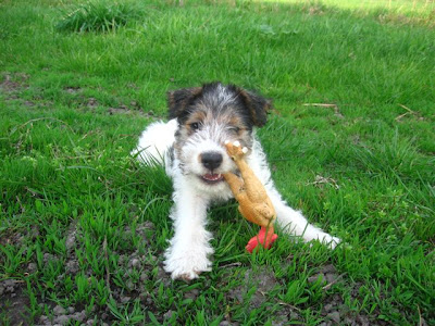 Fox Terrier Puppy Pictures