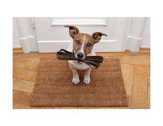 Despite their small size, Jack Russells are very athletic and need plenty of exercise to stay healthy and happy.