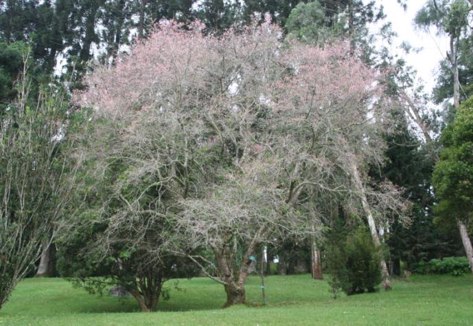  Taman  Bunga  Sakura  di Indonesia Serba Serbi