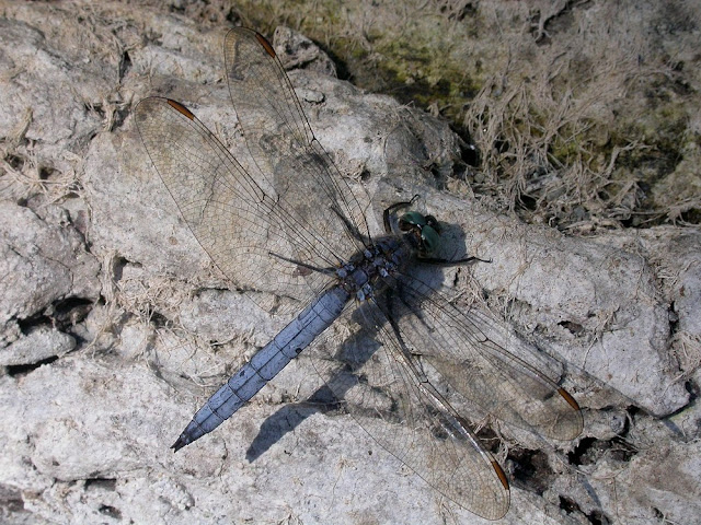 Orthetrum coerulescens