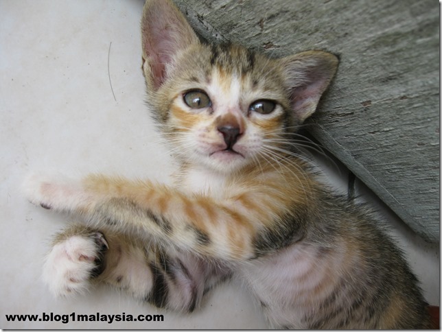 Anak Kuching