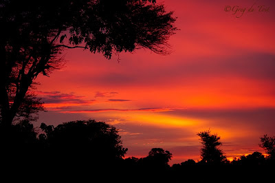 delta safari, greg du toit, photographic safari, safari, shem compion