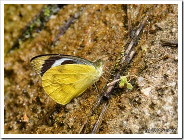 Appias pandione lagela-MYFHNewRoad_20110429_D0338-640