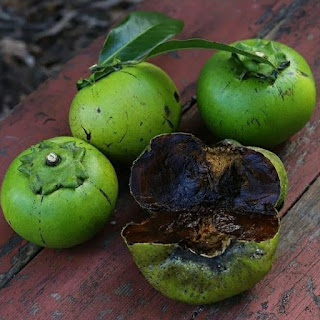 Buah black sapote Jumbo dan Black Sapote Non Biji