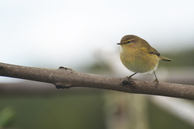 Pouillot véloce Phylloscopus collybita