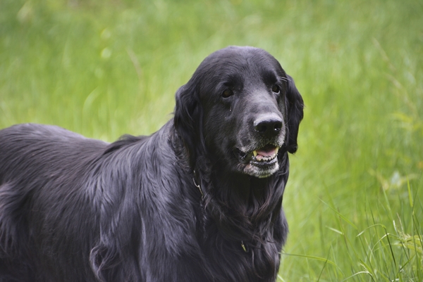 flat coated retriever