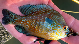 Longear Sunfish on the Fly, Fly Fishing for Longear Sunfish, Texas Hill Country, Hill Country, Fly Fishing the Hill Country, Texas Hill Country Fly Fishing, Fly Fishing Texas, Texas Fly Fishing