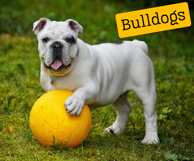 Bulldogs