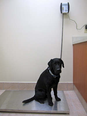 Five month old black lab puppy Romero is sitting on the metal platform of a vet clinic scale, raised about an inch or two from the floor. Romero's body is facing slightly to the right but he is looking forward into the camera, with his best serious face. His ears are in their classic position - with the left one held slightly farther out from his head than the right. He is wearing his blue and gray Blue Jays collar. To the right of the picture is a wood-paneled counter, and Romero is now about 2/3 of the height of it. The scale's display is mounted on the wall well above the counter, and it reads 43.2.