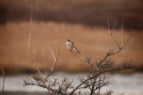 American Kestrel