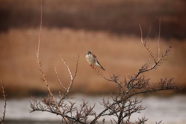 American Kestrel