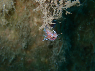 Cratena peregrina 