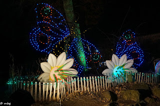 St. Louis Zoo Lights Flowers photo by mbgphoto