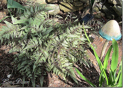 PaintedFern_UrsulasRed
