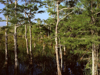 dwarf cypress forest everglade (13)