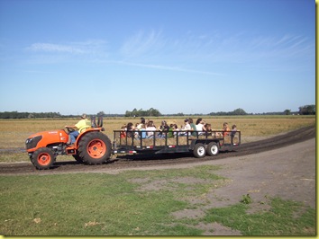 Corn maze 049