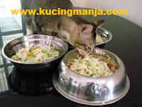 Cat Food Recipes. Qucik, Easy, Nutritious