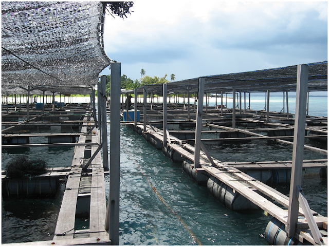 Pulau Ngelengele ialah pulau menarik lainnya yang sanggup Anda kunjungi di kabupaten  Pulau Ngelengele - Wisata Pulau Morotai