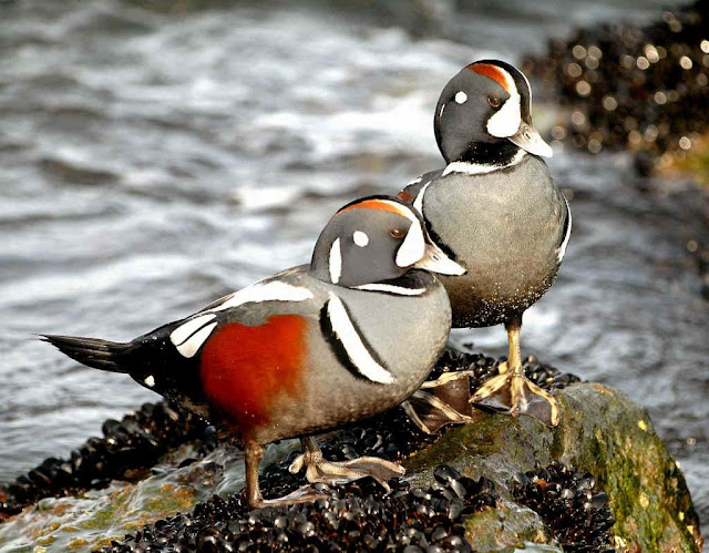 Birds Of Eastern North America