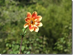 IMG_2661 IMG_2661
