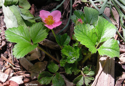 leaves, strawberry, Fragaria