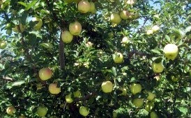 Apple Orchards to Check Out this Fall