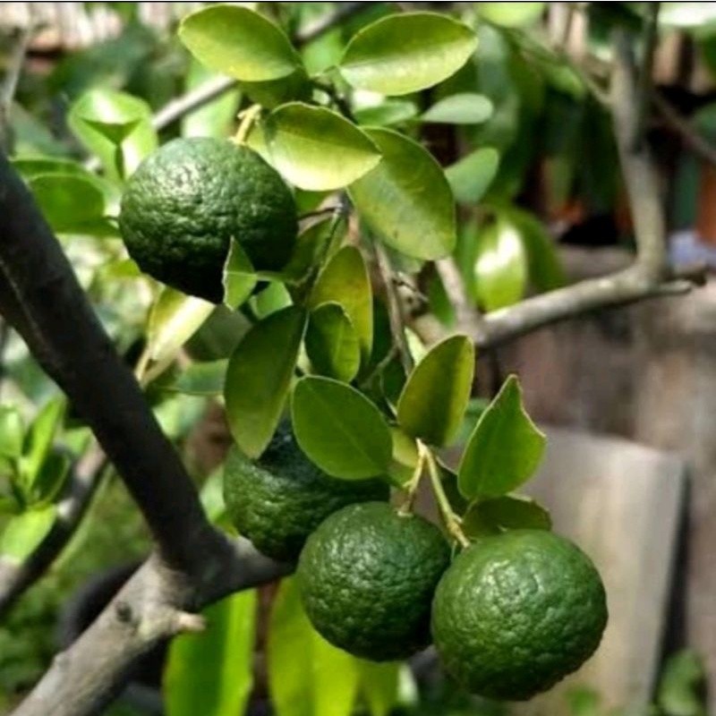 pohon jeruk sambal supplier tanaman Sukabumi