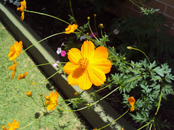 My Garden Picture of the Week