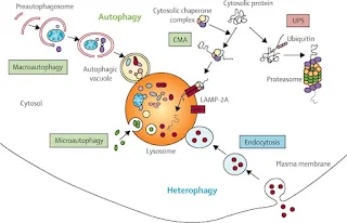 Let's talk about Autophagy, Ayomiposi Kingsley