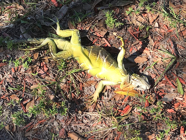 Frozen iguanas falling from trees during cold snap in Florida